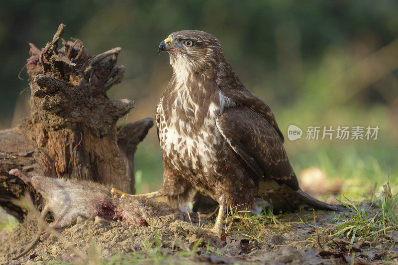 欧亚秃鹰配鼠(Buteo Buteo)